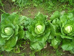 plant cabbage