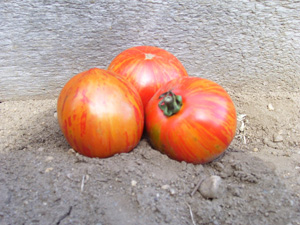 unripen tomatoes